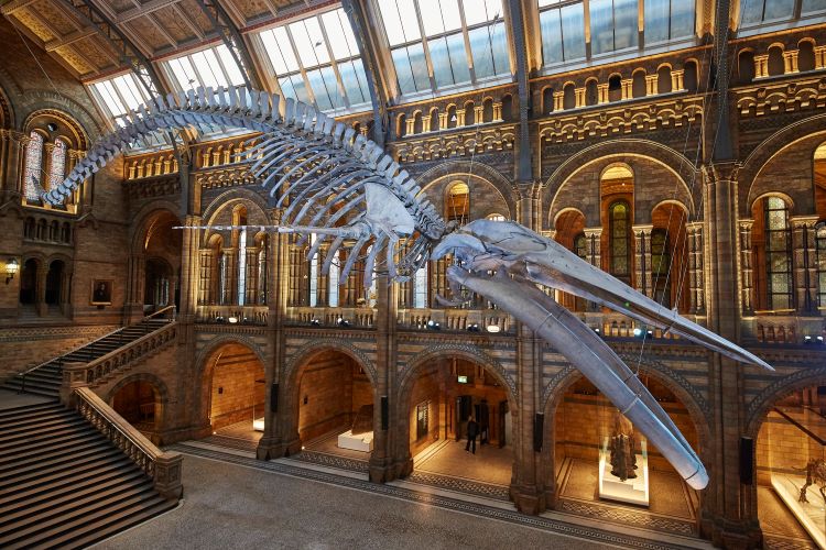 Natural History Museum launches £150,000 wayfinding tender